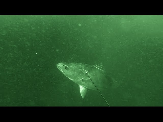 Spearfishing – Mulloway Misadventures 9