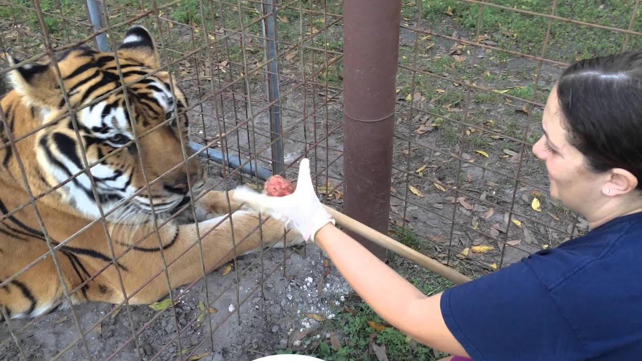 leopard print How to Pill a Tiger