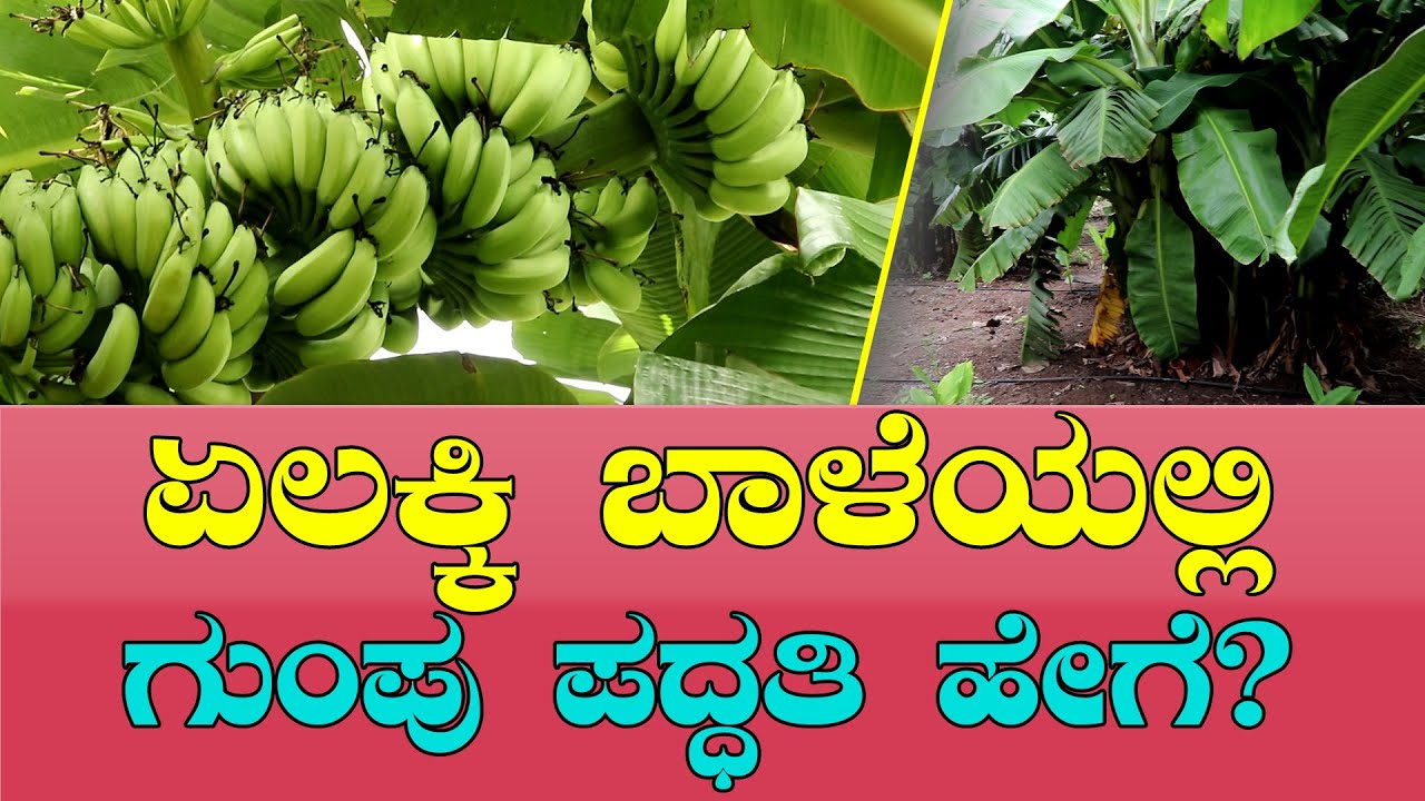 ಏಲಕ್ಕಿ ಬಾಳೆಯನ್ನು ಗುಂಪುಬಾಳೆಯಾಗಿ ಬೆಳೆದರೆ ಹೇಗೆ ಲಾಭ..? Organic banana cultivation methods