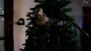 Zirkuskatze 2
