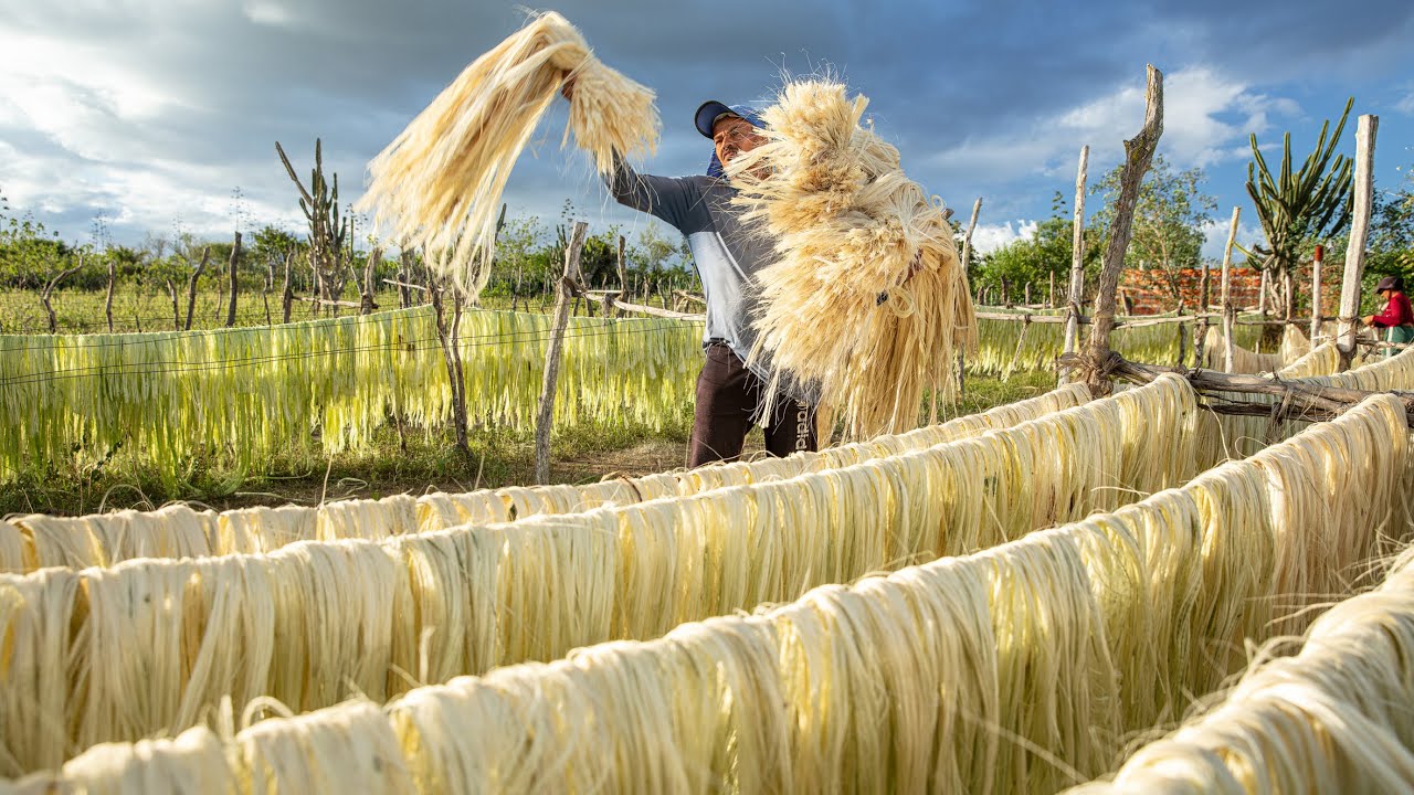 SISAL - CONCEIÇÃO DO COITÉ - AGRICULTURA DA BAHIA
