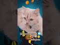 #halloween #music #bgm #piano #cover #cat #sweetpet #musicgenre#funny#mysweetpets #doglover#labrador