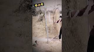 Watch This Monkeys Shocked Reaction When Millipede Crawls Near Him  Hilarious shorts millipede