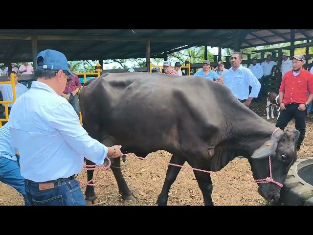 Concurso de la Vaca Leche 2026 en Zelaya Central