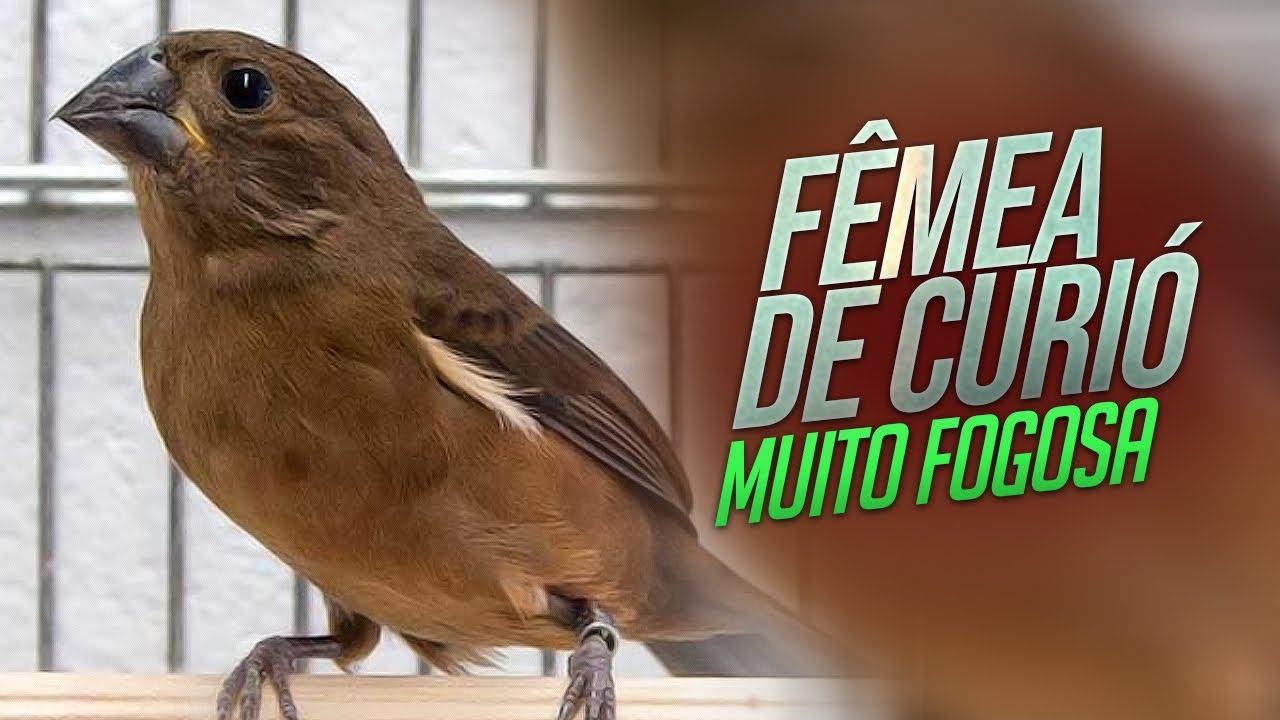 Canto Curio Praia Grande Super Classico Download Curio Goiana Super Classico Com Intervalo Otimo Para Encarte De Filhote Tube Passaros Youtube