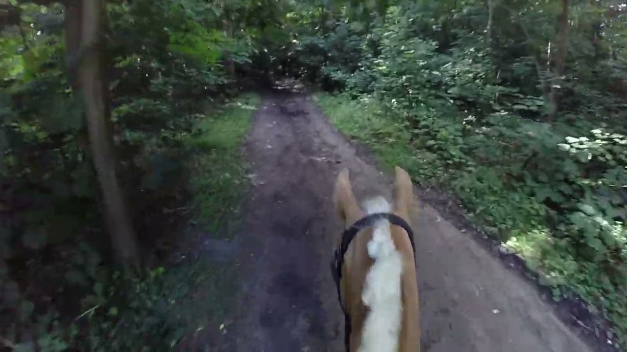 Olympia SGW Dijkgatsbos 2025 B paarden