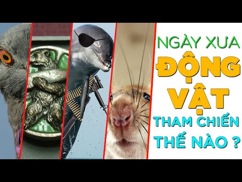 Ngày xưa động vật tham chiến ra sao ? [Dưa Leo DBTT]