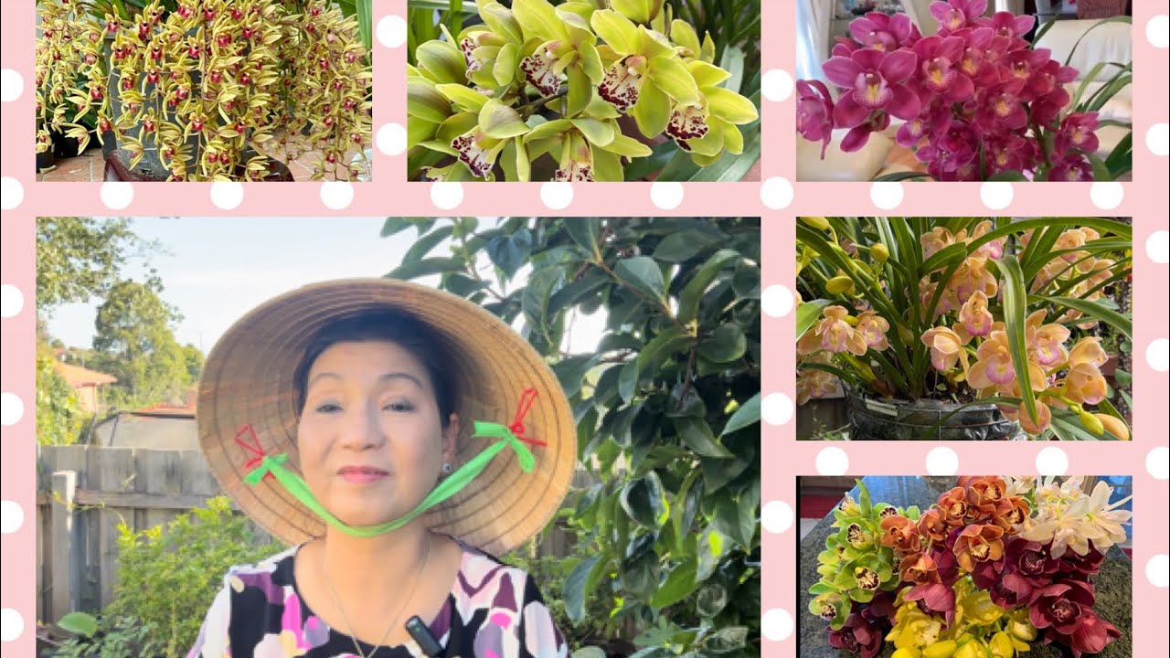 Cuộc Sống Ở Úc 🇦🇺 Chia Sẽ Cách Chăm Sóc Hoa Lan, Có Nhiều Cây Con,Ra Hoa Nhiều -Caring for orchids