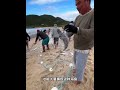 村民为什么要把一堆鱼扔在地上？