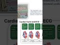 #cardiaccycle #ecg #neetbiology #quickrevision #biology #study #ytshorts #yt