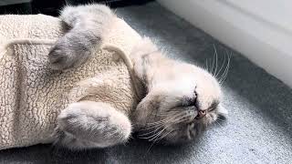 Cat enjoying belly rub #cat #catpurring #carlover #catfluencer #asmr #asmrcat