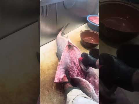 Kofana balığı 8.kilo 500gram fileto yapımı Meşhur Balıkçı Selim!!!