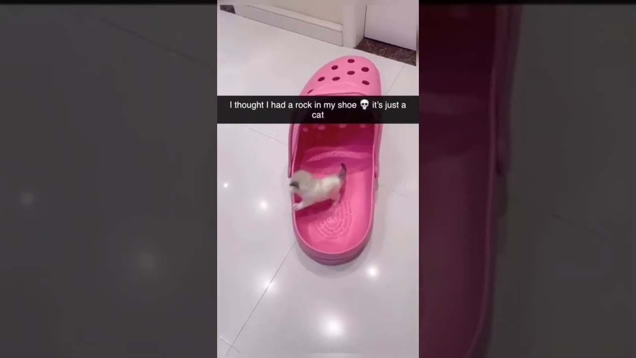 Worlds smallest cat?