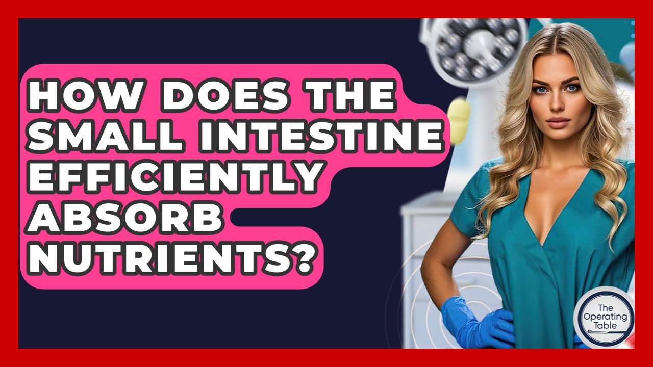 How Does The Small Intestine Efficiently Absorb Nutrients? - The Operating Table