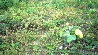 100_0885.AVI