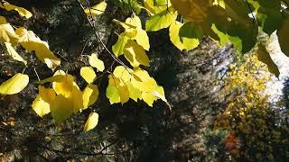 14652923 1920 1080 50fps