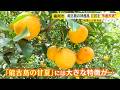 実は能古島は「甘夏」の産地 “食が美味しい福岡をもっと知ってほしい” 隠れた特産品を料理人たちが見学する“市産市消”ツアー / (2026/05/19 OA)