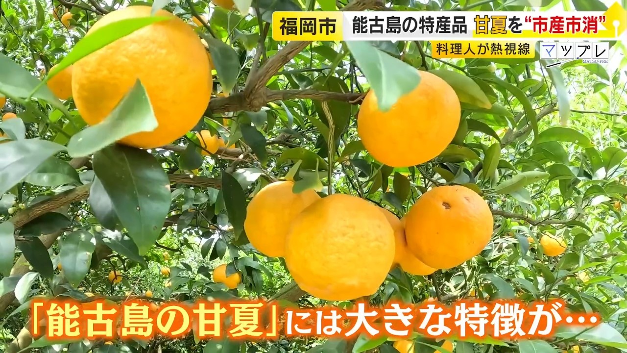 実は能古島は「甘夏」の産地 “食が美味しい福岡をもっと知ってほしい” 隠れた特産品を料理人たちが見学する“市産市消”ツアー / (2026/05/19 OA)