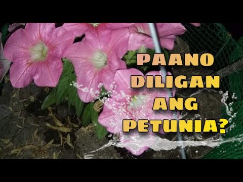 Video: Paano Makurot Ang Isang Petunia? 19 Na Larawan Hakbang-hakbang Na Pag-kurot Ng Petunia Upang Ito Ay Kahanga-hanga At Namumulaklak Na Napakarilag. Paano Mo Ito Kakurot Para Sa Masag