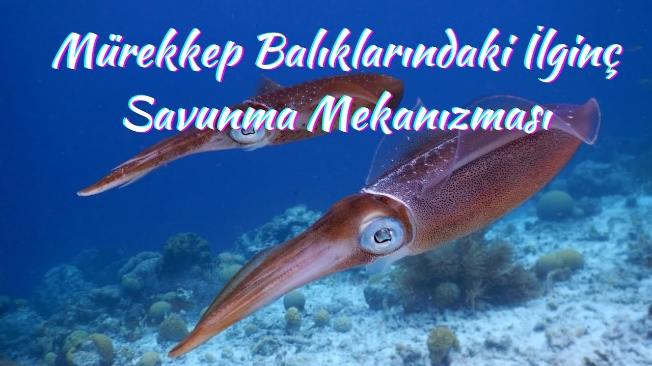 Mürekkep Balıklarındaki İlginç Savunma Mekanizması