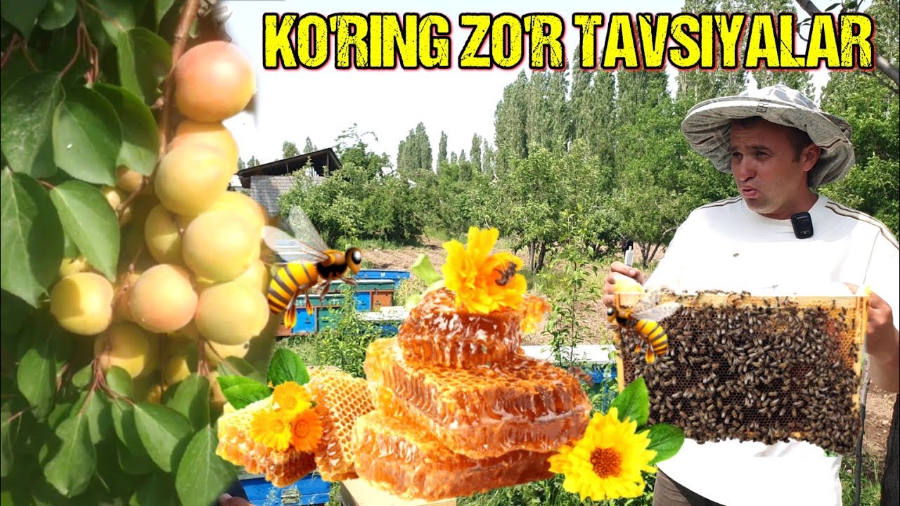 ASALARI PARVARISH QILISH. BAXORGI ISHLAR