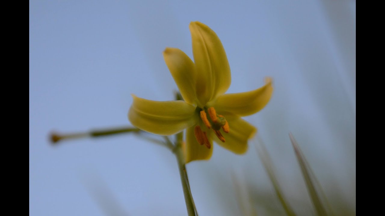 花 キバナノヒメユリ Youtube