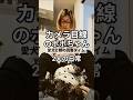#shortvideo #shorts #日常 『親バカの愛犬家と本と老眼鏡』朝のポポちゃんとの大切に読書タイム