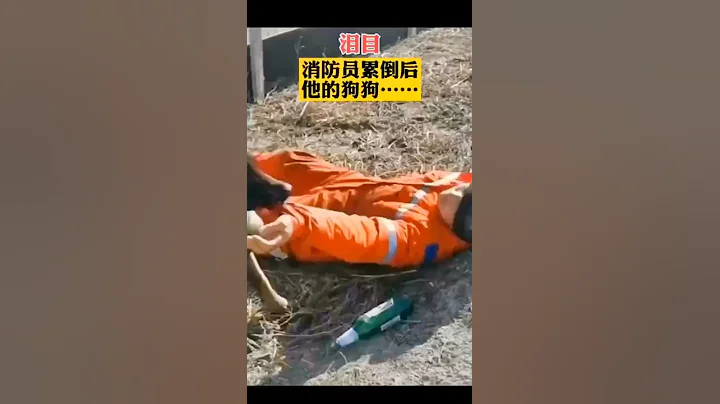 消防员救援雷倒，警犬误以为……#狗狗 #宠物 #警犬 #感动瞬间 - 天天要闻