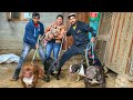 70 Lakh Ka Imported American Bully Dogs | Dog Farm {Buy Puppies , Dog Breeding}