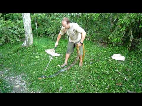 SWT- Bagging a HUGE snake in the Amazon! (pt 1)