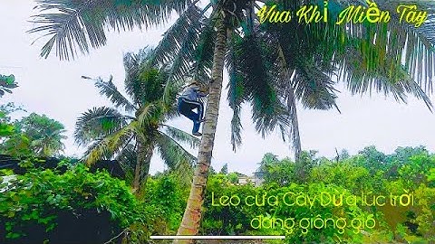 Vua Khỉ Miền Tây leo Cưa Cây Dừa có nhiều độ khó và lúc trời đang mưa bão tại quê nhà