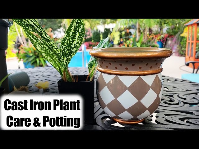 Cast Iron Plant Care & Potting || Aspidistra Easy Houseplant - YouTube