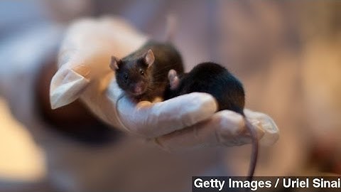 Mouse Mind Control Could Open Door To Future Treatment
