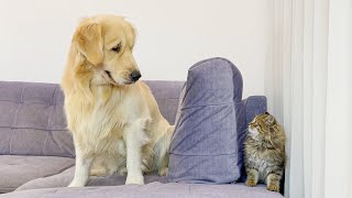 Golden Retriever Reacts to Meeting a Tiny Kitten [CUTEST REACTION EVER!!]