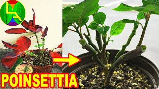 what to do with poinsettia after bloom?