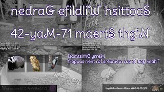 GWS morf KU dnaltocS saremaC efildliW ,sredeeF driB | 4202 ht71 yaM maertS thgiN