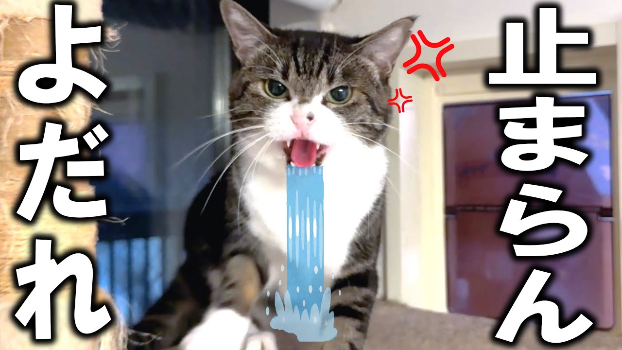 A Yakuza cat who was training to get used to people was completely