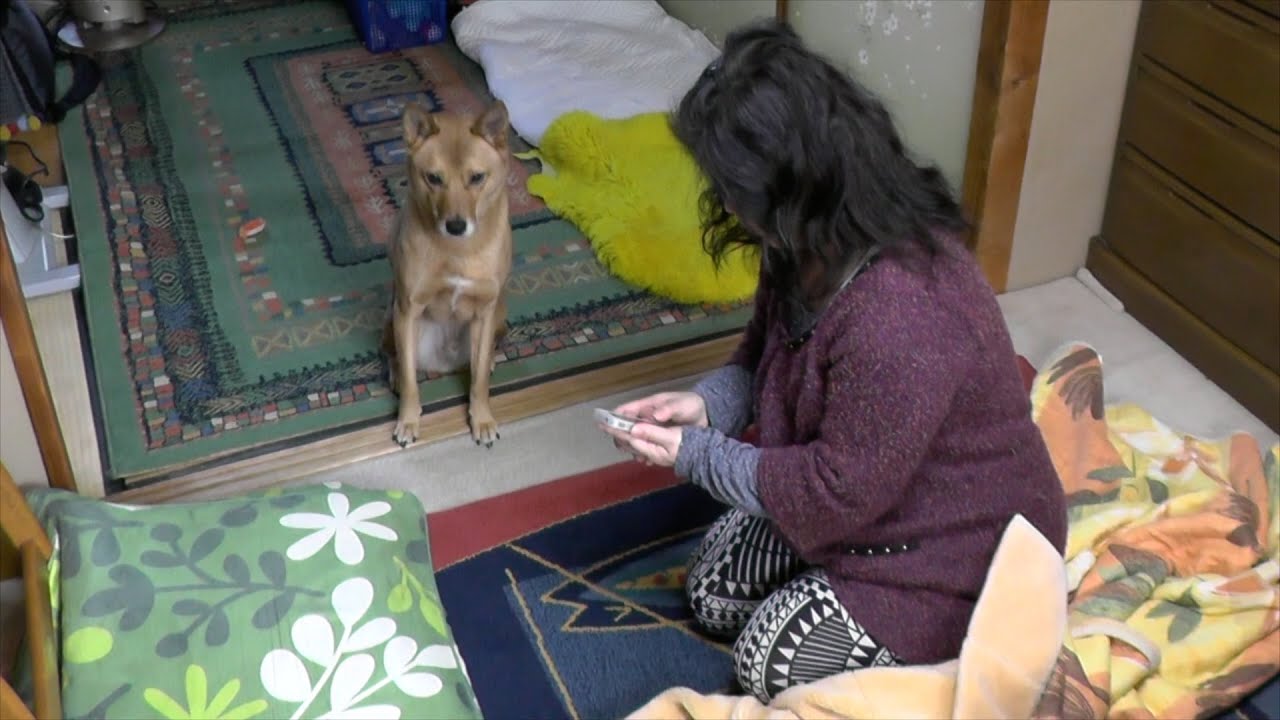音に反応しなくなった元聴導犬レオン 最期まで一緒に 私の恩返し 朝日新聞デジタル 音に反応しなくなった元聴導犬レオン 最期まで一緒に 私の恩返し 朝日新聞デジタル