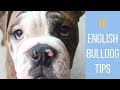 10 Tips for Caring for your English Bulldog | Laura-Lee