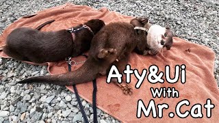 Aty's desire to go for a walk became unstoppable! [Otter life Day 637]