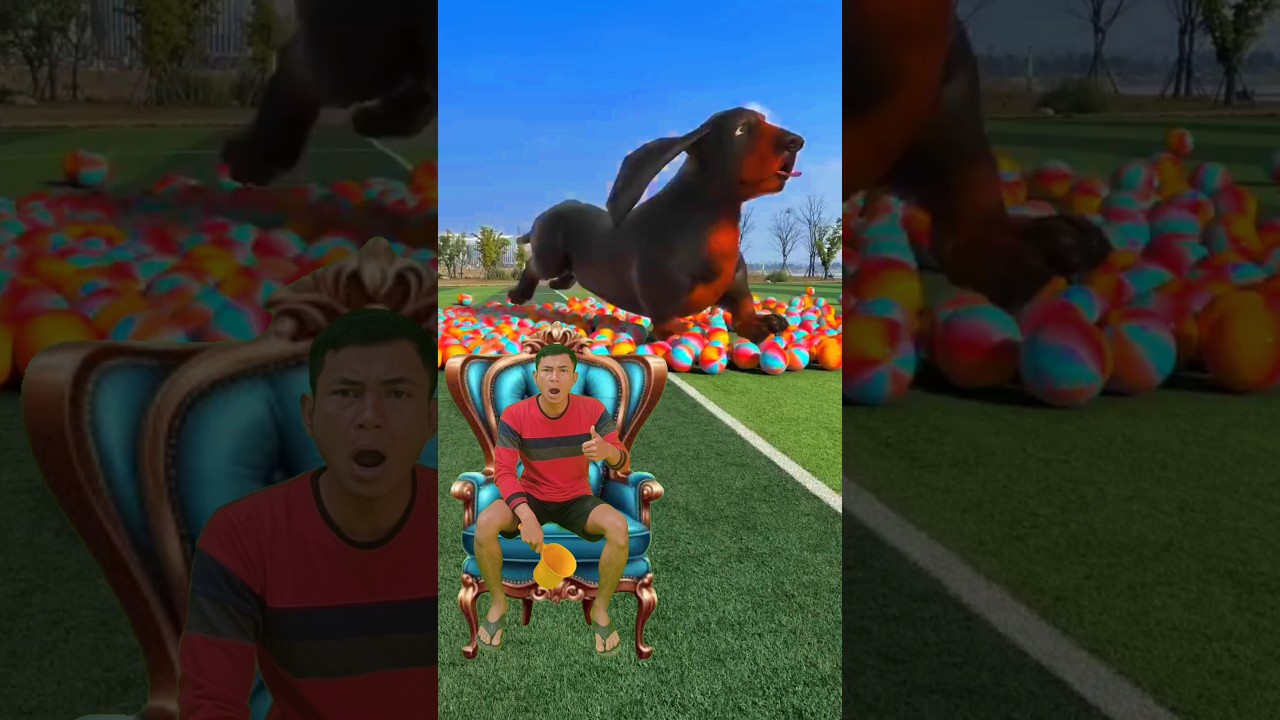 Спасите таксу, попавшую в ловушку на футбольном поле. Douyin Assistant, популярный, совместный пр...