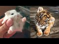 Aww animals soo cute cute baby animalss compilation cute moment of the animals 2