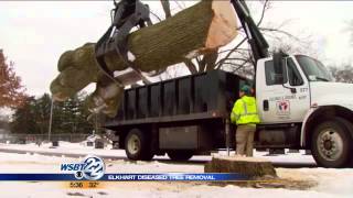 Crews removing diseased trees in Elkhart