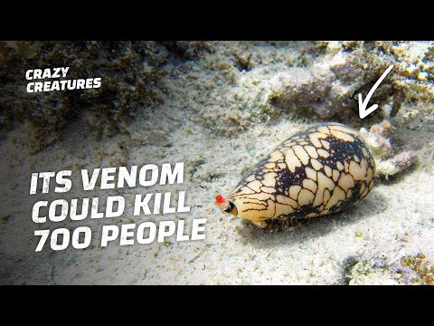 Video: Môžu šiškové slimáky zabíjať ľudí?