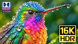 The Perfect OLED Display Test | 16K Dolby Vision HDR 120FPS (4K • 8K Ultra HD TV) screenshot 2