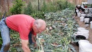 20200915 192507  Pruning Broccoli For A 2nd Crop