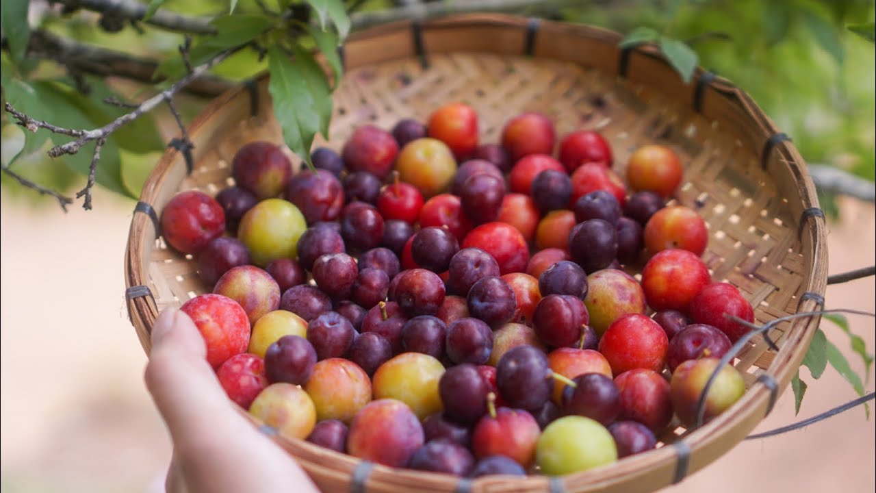 Another sour plum season comes and pass |YAAMAIXI|