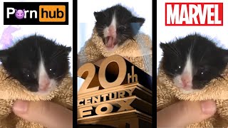 Kitten Meows but movie studio Intros