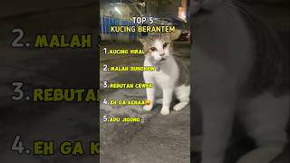 Kucing Berantem Pt3 top5 kucing funny