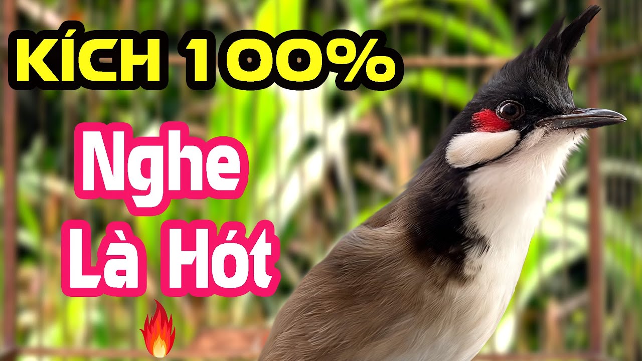 Kích Chào Mào Hót Đấu | Luyện Hót Sáng – Kích Bổi Ra Giọng, Trống Hót Căng Lửa 